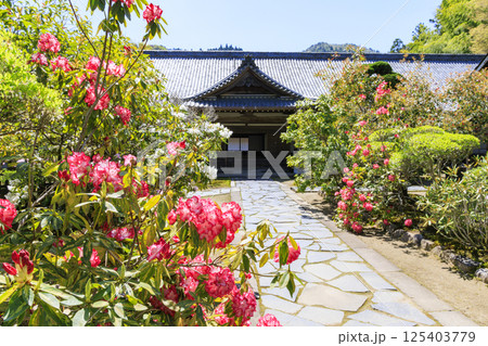 新緑と石楠花咲く室生寺 新緑と石楠花咲く室生寺 125403779