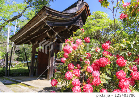 新緑と石楠花咲く室生寺 125403780