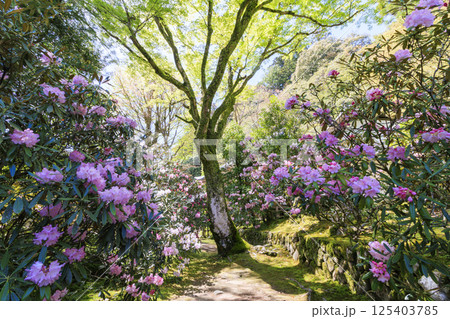 新緑と石楠花咲く室生寺 125403785