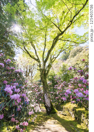 新緑と石楠花咲く室生寺 新緑と石楠花咲く室生寺 125403786