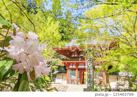 新緑と石楠花咲く室生寺 新緑と石楠花咲く室生寺 125403789
