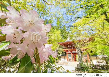 新緑と石楠花咲く室生寺 125403790