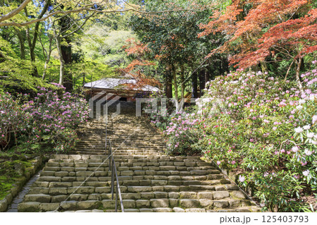新緑と石楠花咲く室生寺 新緑と石楠花咲く室生寺 125403793
