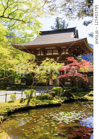 新緑と石楠花咲く室生寺 125403795