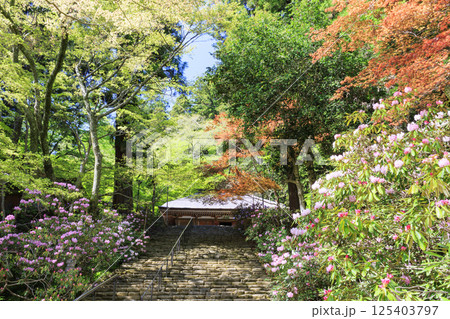 新緑と石楠花咲く室生寺 125403797