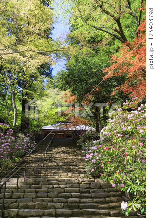 新緑と石楠花咲く室生寺 125403798