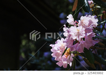 新緑と石楠花咲く室生寺 125403802