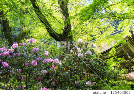 新緑と石楠花咲く室生寺 125403803