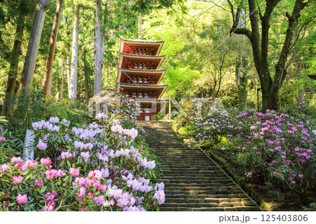 新緑と石楠花咲く室生寺 125403806