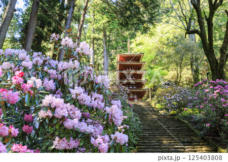 新緑と石楠花咲く室生寺 新緑と石楠花咲く室生寺 125403808