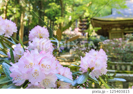 新緑と石楠花咲く室生寺 125403815