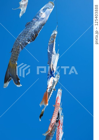 縦に撮った鯉のぼりが空へ向かって泳いでいる 125403888