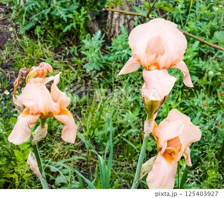 Close-up of a bearded iris flower Iris germanica. Orange iris flowers growing in a garden 125403927