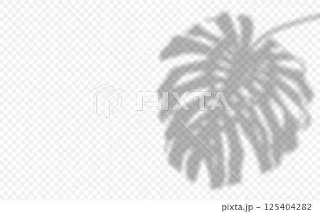 Shadow overlay from a Monstera leaf isolated on a transparent background. 125404282