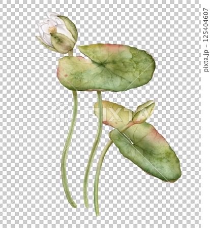 Flower Water Lily and bud with green leaf. Hand drawn watercolor illustration of tropical white waterlily on isolated background. Composition with lotus. Beautiful chinese water lily for design 125404607