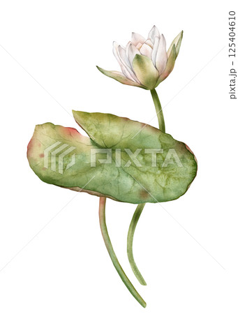 Flower Water Lily with green leaf. Hand drawn watercolor illustration of tropical white waterlily on isolated background. Composition with lotus. Beautiful chinese water lily for design 125404610