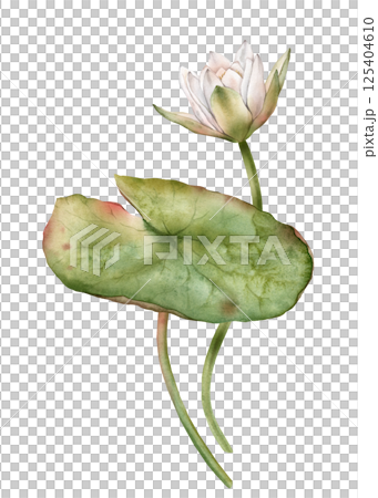 Flower Water Lily with green leaf. Hand drawn watercolor illustration of tropical white waterlily on isolated background. Composition with lotus. Beautiful chinese water lily for design 125404610