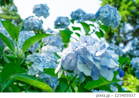 ライトブルーの鮮やかな紫陽花 ライトブルーの鮮やかな紫陽花 125405037