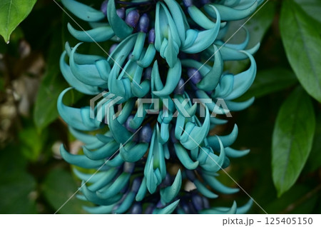 ヒスイカズラ（マメ科）常緑蔓性植物 125405150