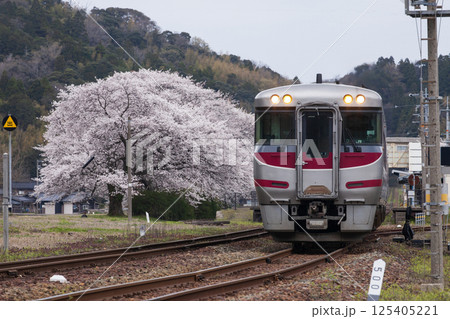 春のはまかぜ 125405221