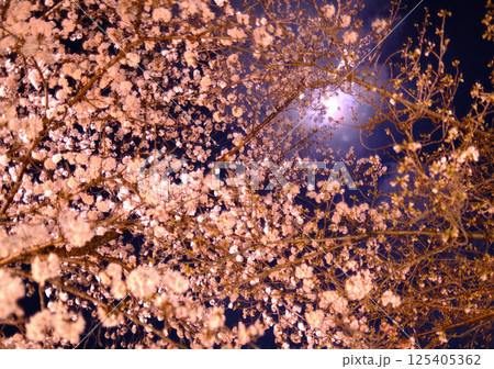 夜のライトアップされた夜桜 夜のライトアップされた夜桜 125405362