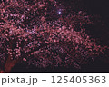 ライトアップされた夜桜 125405363