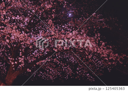 ライトアップされた夜桜 ライトアップされた夜桜 125405363