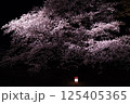 ライトアップされた夜桜 125405365
