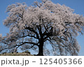 青空に映える満開の桜 125405366