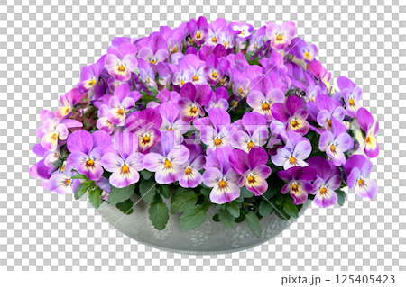 たくさんのビオラが咲いた鉢植えの切抜き 125405423