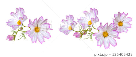 淡いピンクのコスモスの切抜き 125405425