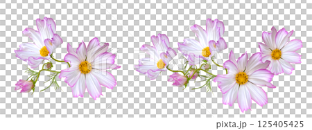 Pale pink cosmos cutout 125405425