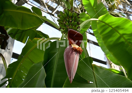 センナリバナナと温室 125405494