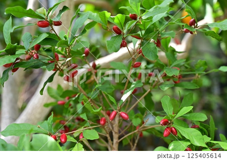 ミラクルフルーツ(アカマツ科)フルクリコ属の赤い実 ミラクルフルーツ(アカマツ科)フルクリコ属の赤い実 125405614