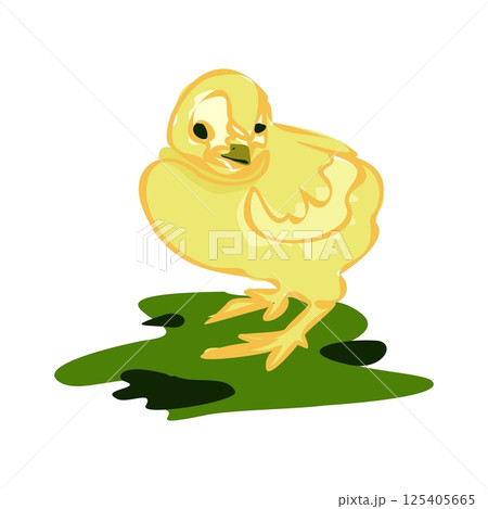 Yellow chicken, little chick. Sweet and adorable baby chick. A colorful and funny bird. Yellow chicken, little chick. Sweet and adorable baby chick. A colorful and funny bird. 125405665