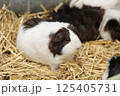 モルモット 125405731