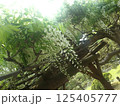 藤棚 125405777