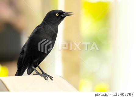 Noisy Great-tailed grackle perched on a lounge bed in the resort. 125405797