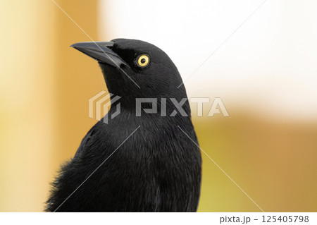 Noisy Great-tailed grackle portrait on a yellow background. 125405798