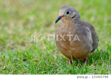 Mourning dove is walking on green grass of the lawn in summer. Mourning dove is walking on green grass of the lawn in summer. 125405799