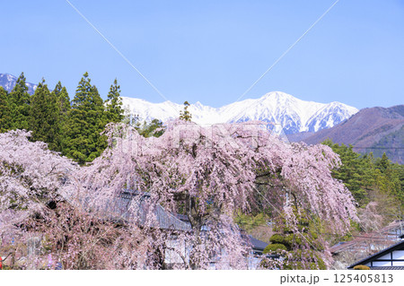 光前寺　満開の桜と水仙まつり 125405813