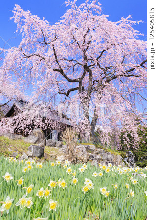 光前寺　満開の桜と水仙まつり 125405815