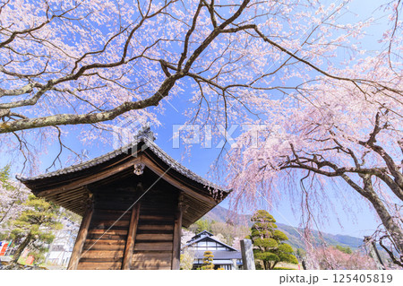 光前寺　満開の桜と水仙まつり 125405819