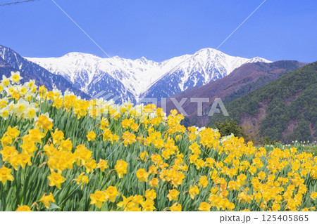 光前寺　満開の桜と水仙まつり 125405865
