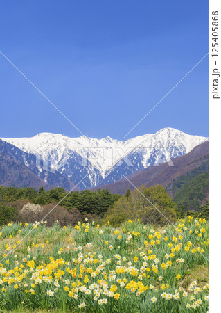 光前寺 満開の桜と水仙まつり 光前寺 満開の桜と水仙まつり 125405868