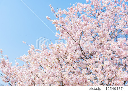 春の青空に映える桜 125405874