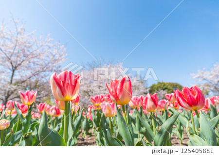 空と桜とチューリップと 125405881