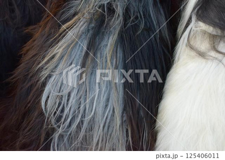 Kukeri Fur Costume Texture from Long-Haired Goat 125406011