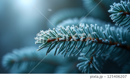 Frost-Kissed Spruce Branch in Winter's Embrace 125406207
