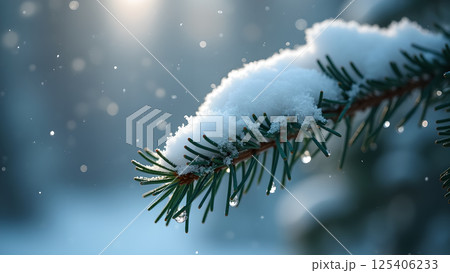 Evergreen Branch Adorned with Fresh Fallen Snow 125406233